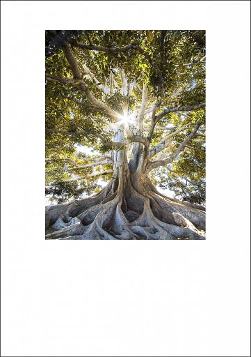 KU Schmuckschein, Einlegeblatt Lebensbaum mit individuellem Eindruck