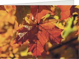 Birnbachkarte - Herbstlaub