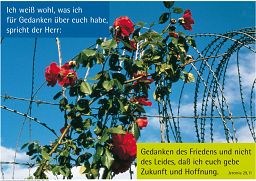 Schaukastenposter 3 "Rosen - Frieden"