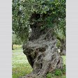 Bildband: Wie ein Baum